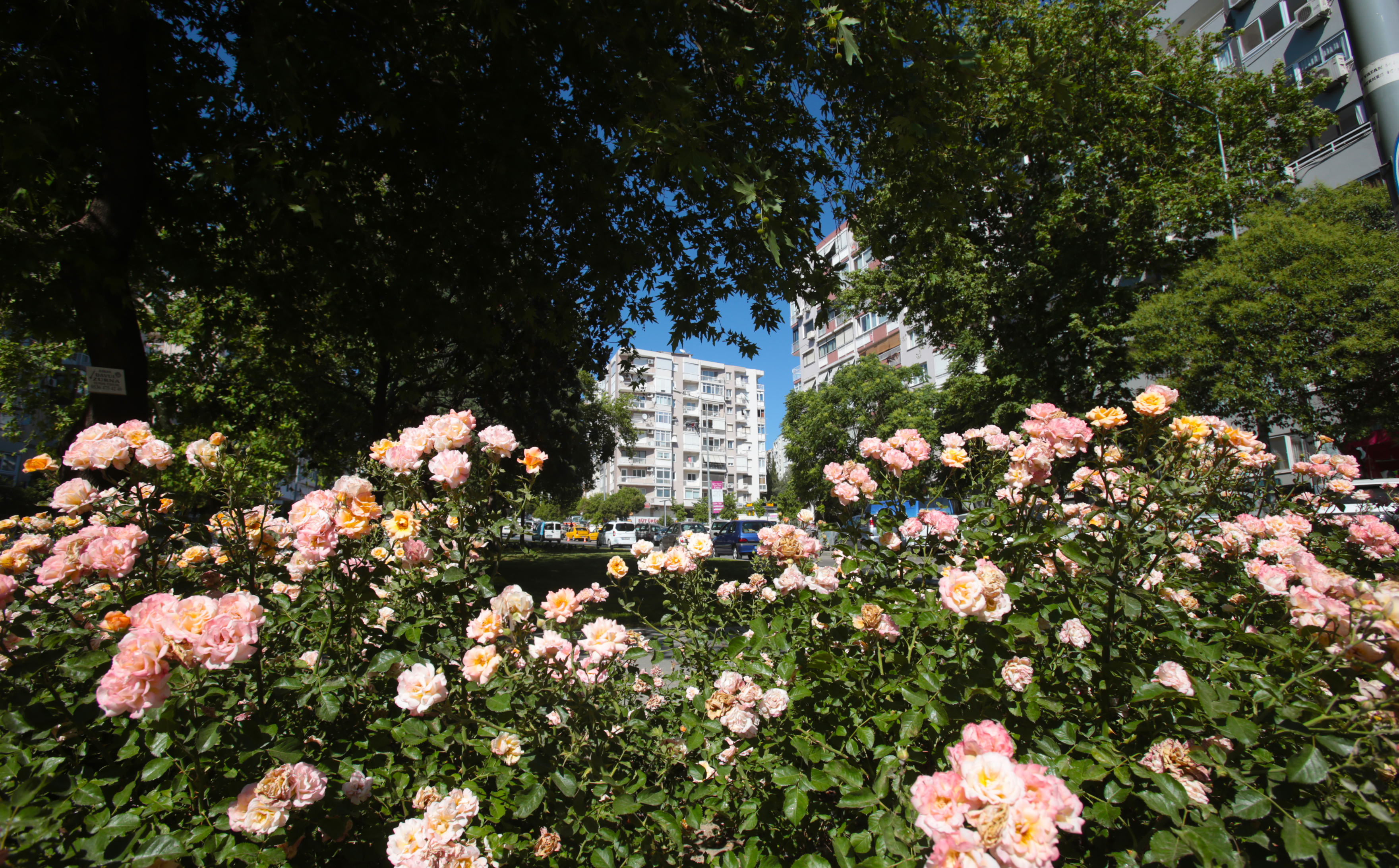 karabağlar genel fotoğraflar (6).JPG